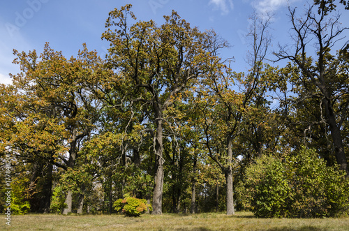 Oak trees with yellow leaves