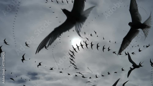 Low flying arctic tern bird swarm silhouette repeating pattern abstract photo
