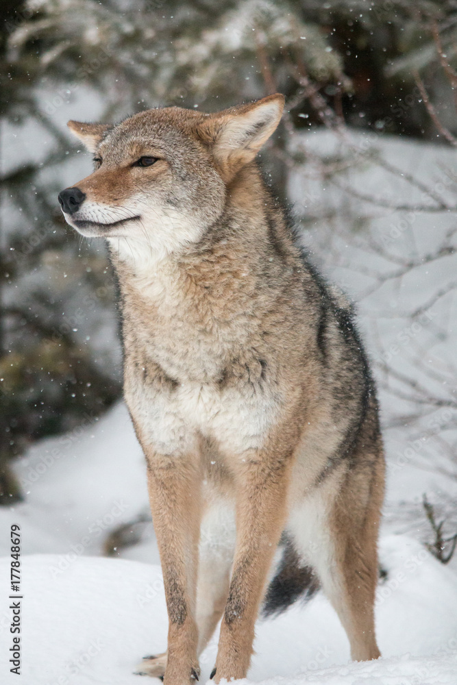 Fototapeta premium Coyote