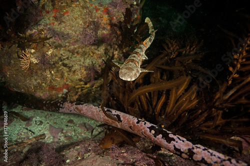 Dark shyshark, haploblepharus pictus, puffer shark, South Africa photo