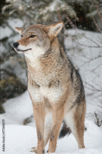 Coyote © Teresa