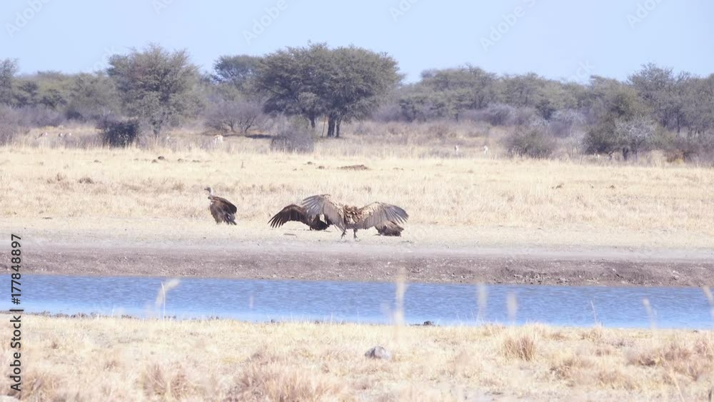 Bunch of vultures messing around in the mid day sun near water shot through heat haze Bunch of vultures messing around in the mid day sun near water shot through heat haze
