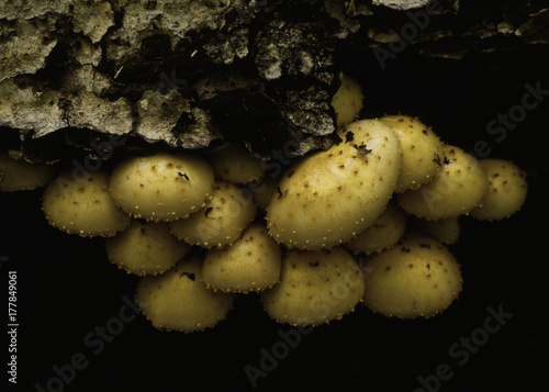 wood mushrooms in cavity of a burnt tree