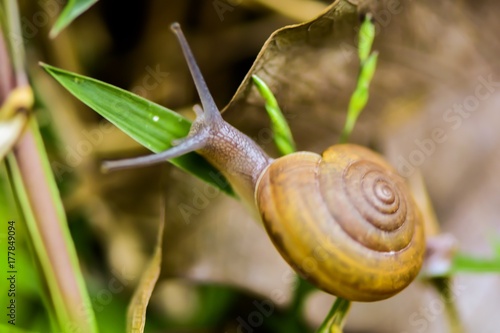 Curious snail in the garden on green leaf beside canal.