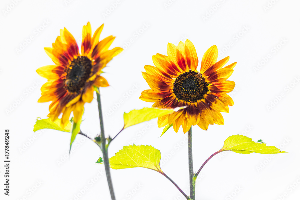 Sunflower Buddy Sunflower Buddy