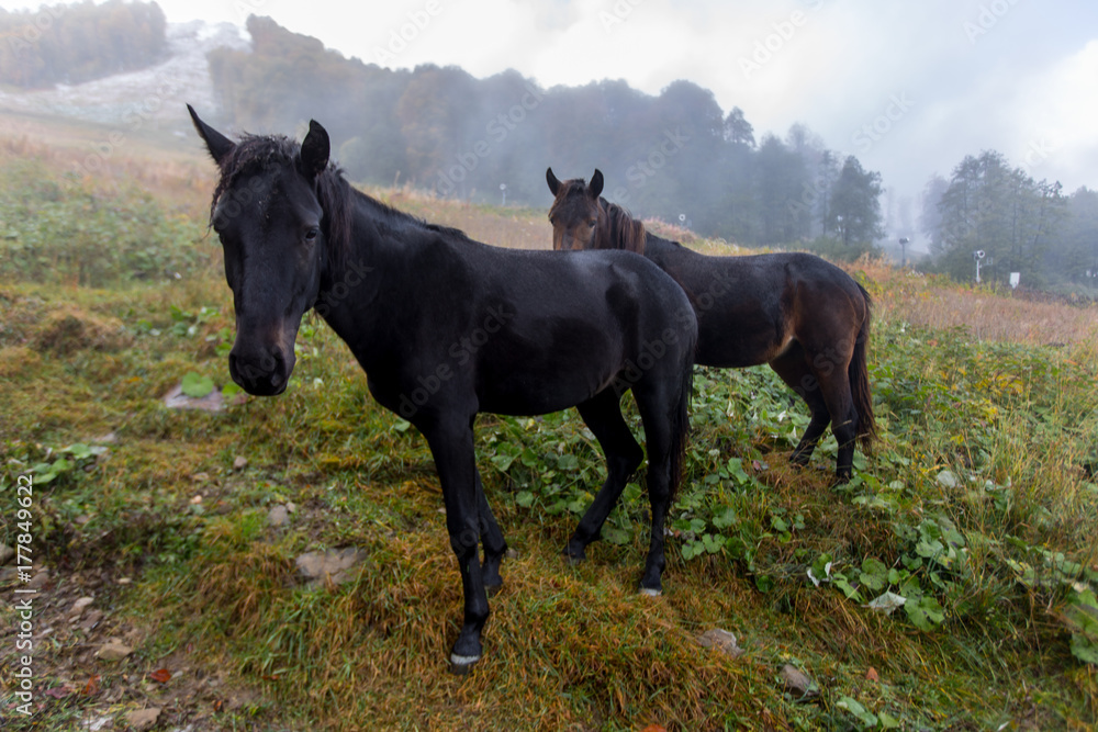 Wild horses on a meadow in mountains Wild horses on a meadow in mountains