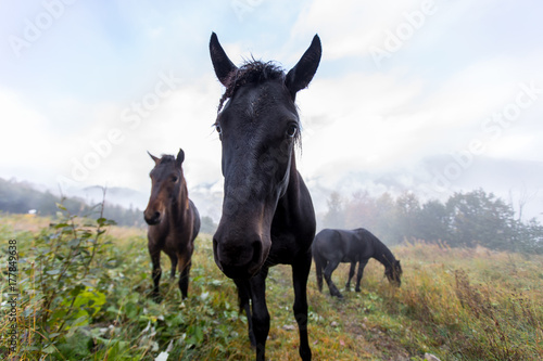 Fototapeta Naklejka Na Ścianę i Meble -  Wild horses on a meadow in mountains