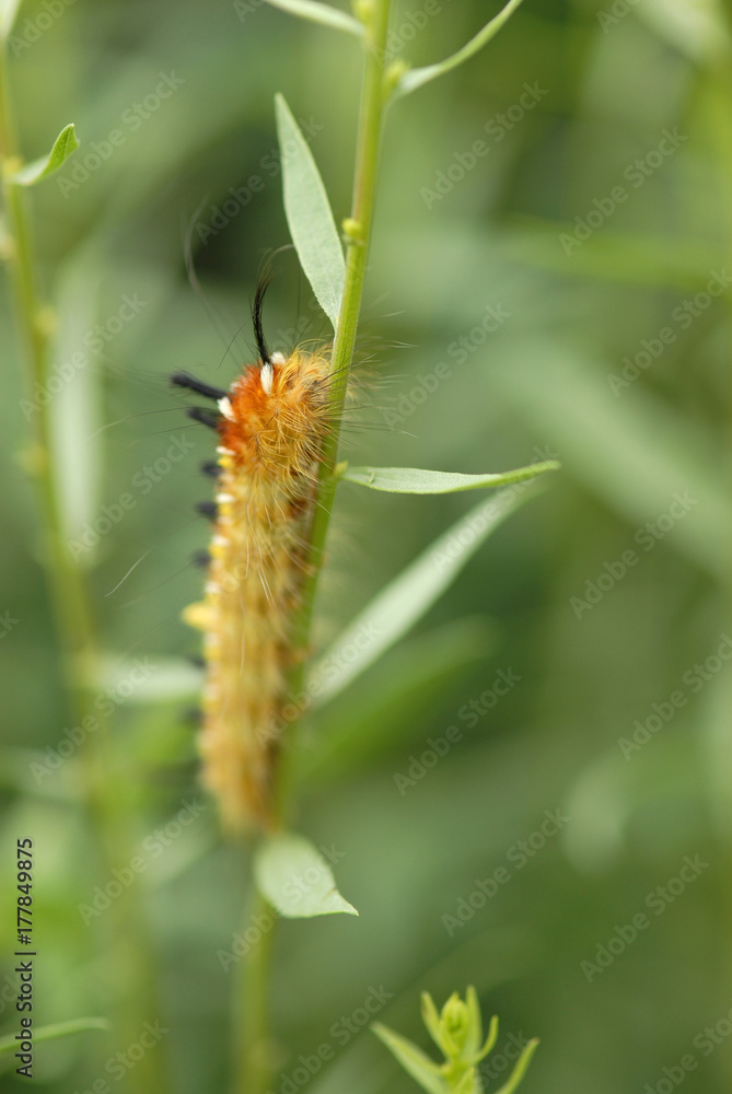 Orange Caterpillar