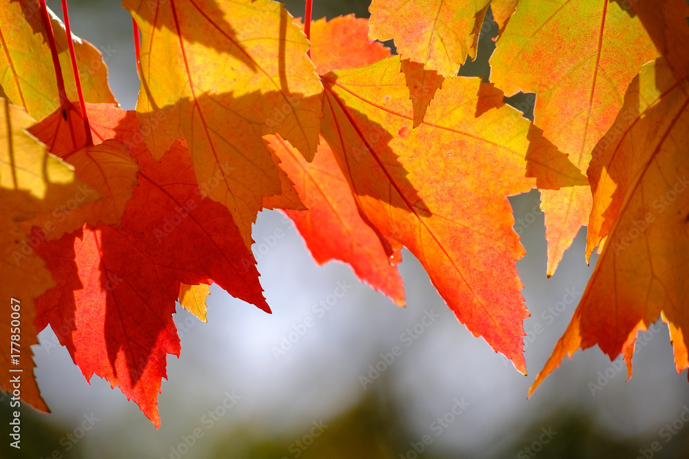 Leaves changing colors from green to gold and red for fall - obrazy, fototapety, plakaty 