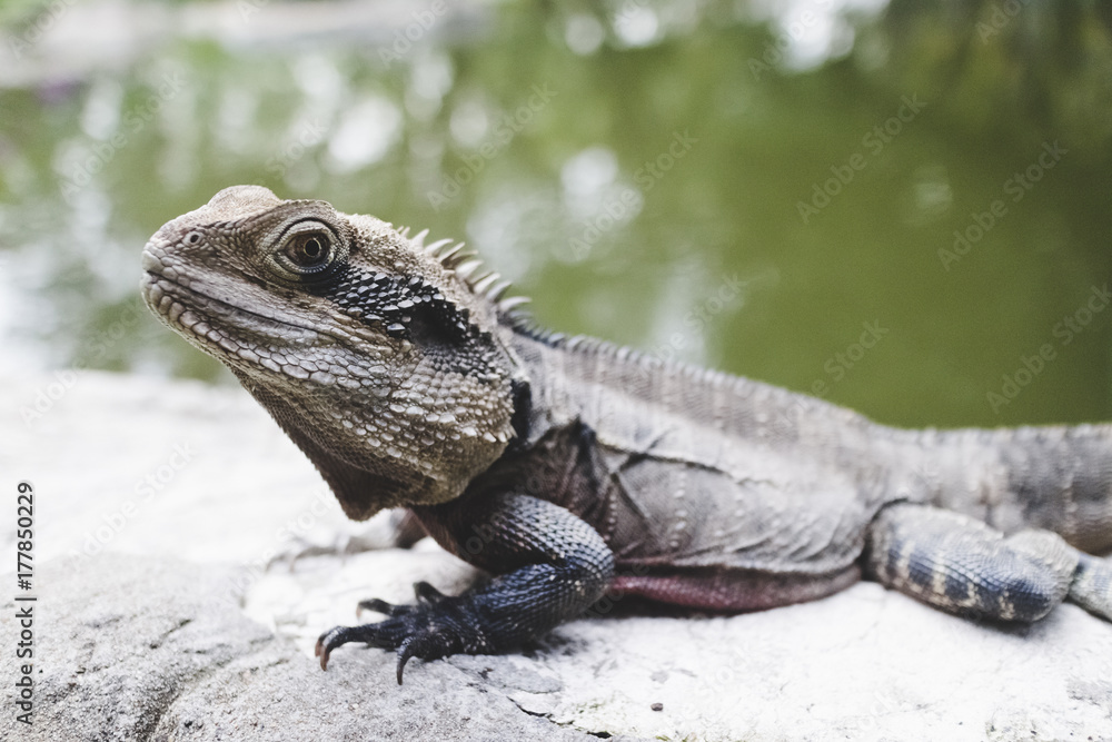 iguana iguana