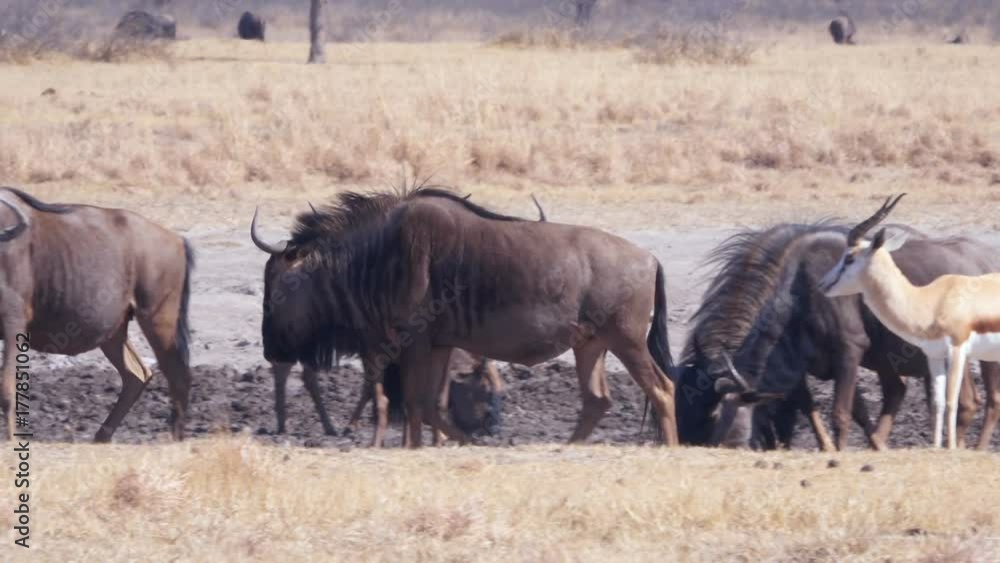 Wildebeest seeking for a spot of water in muddy waterhole Wildebeest seeking for a spot of water in muddy waterhole
