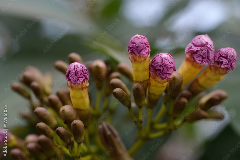 イッペーの花のつぼみ イッペーの花のつぼみ
