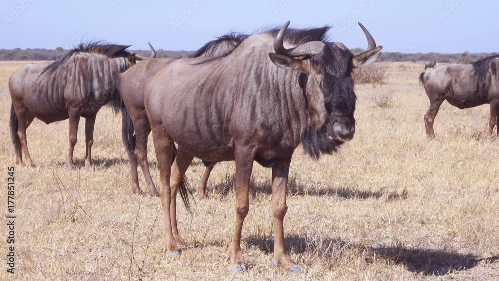 Tight shot of wildebeest gnu chewing cud on short grass African plane Tight shot of wildebeest gnu chewing cud on short grass African plane