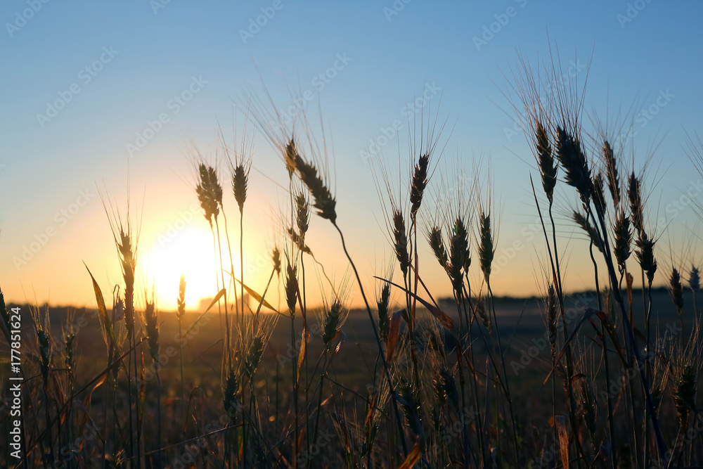 silhouette of wheat ears after sunset closeup
