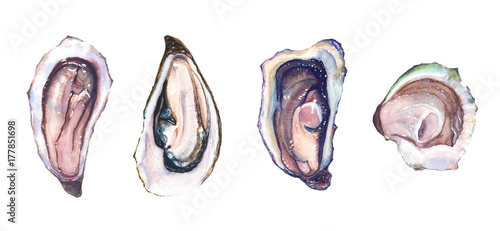 Set of four different oysters oyster