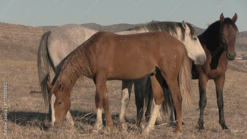 Wild Horses (mustangs) Interacting