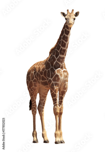 Young Reticulated Giraffe isolated on white background