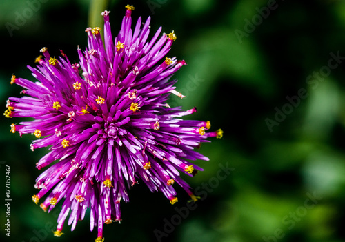 Bright Purple and Yellow Hues on a Closeup of a Single Ironweed Flower Against a Deep Green Background