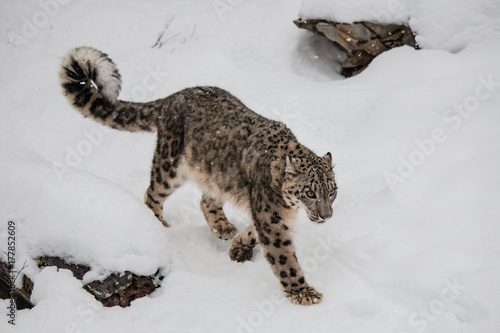 Snow  Leopard