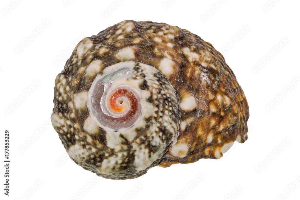 Sea shell on a white background Sea shell on a white background