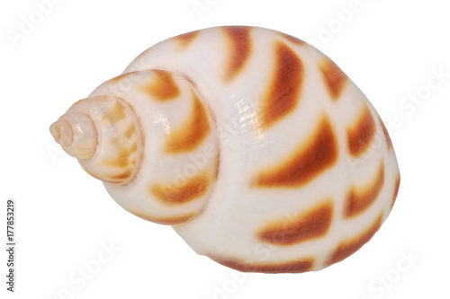 Sea shell on a white background