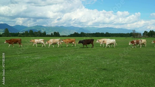 Wallpaper Mural grazing cows in green summer meadow field in the mountains Torontodigital.ca