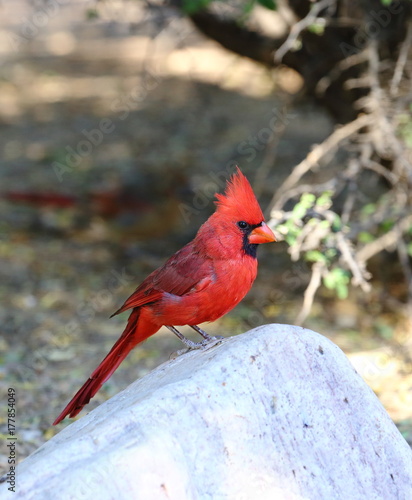 male cardinal © Ye