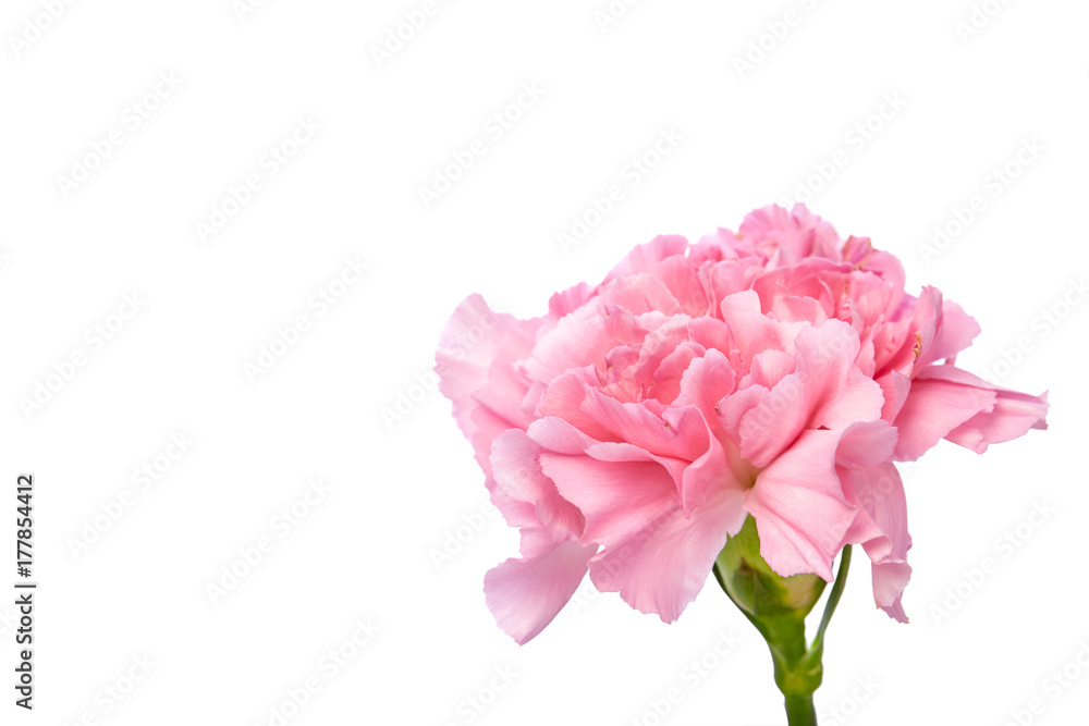 Single pink Carnation Single pink Carnation