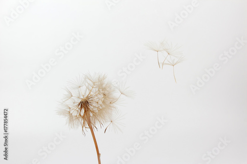 Fototapeta Naklejka Na Ścianę i Meble -  dandelion and its flying seeds