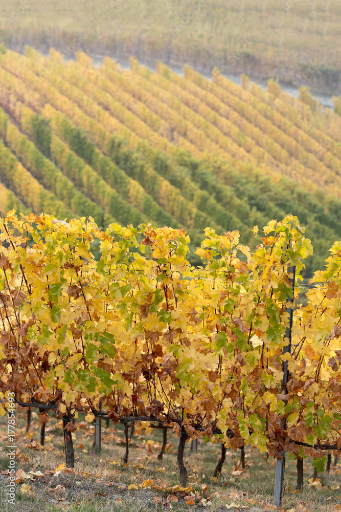 Naklejka premium Autumnal landscape of vines and hills in Langhe, Northern Italy