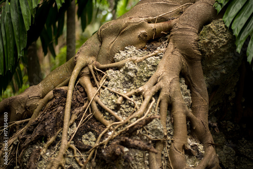 Octopus Roots