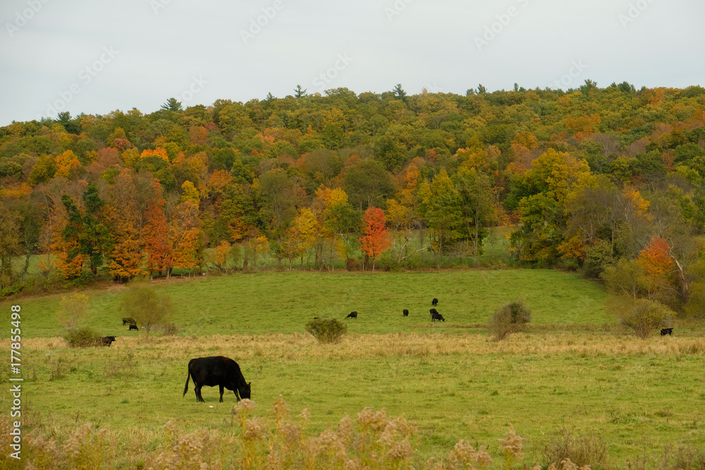 Fall colors hillside with black angus cows in foreground