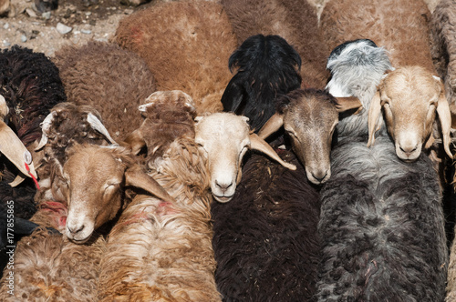Sheep for sale, Livestock Bazaar, Kashgar, China. photo