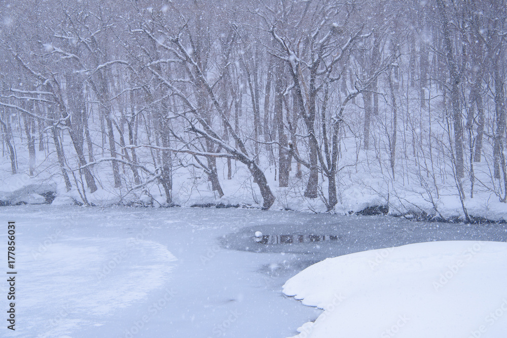 Obraz premium 冬の蔦沼