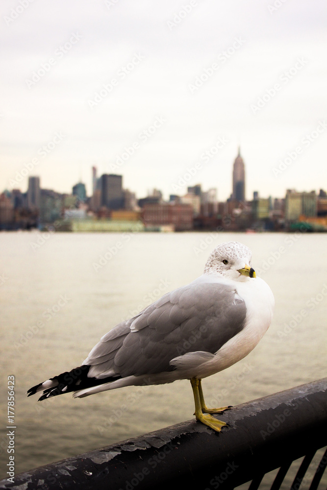 Obraz premium Seagull and Manhattan