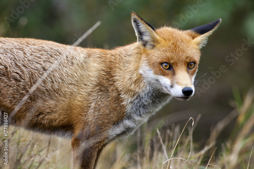 Red Fox photo