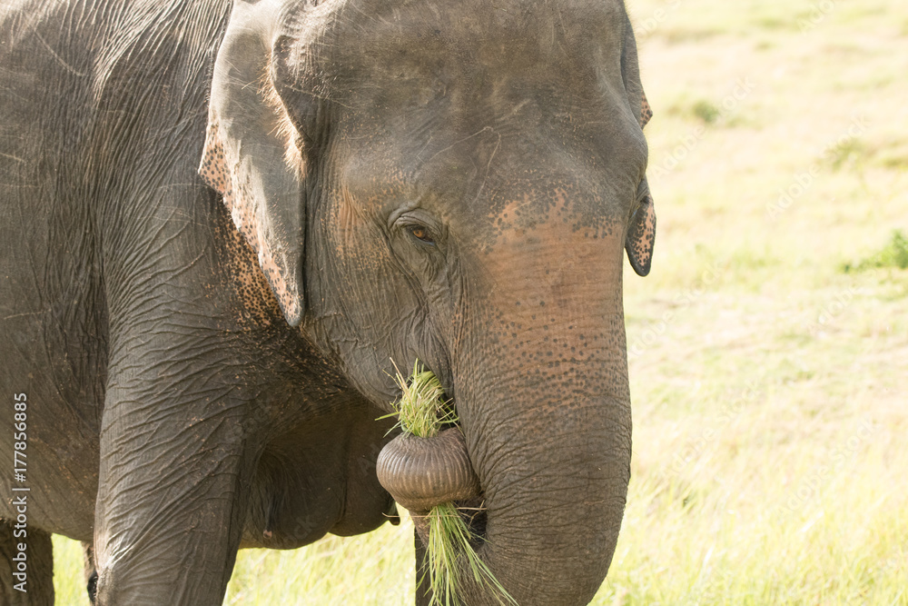 Fototapeta premium Elephants in the wild