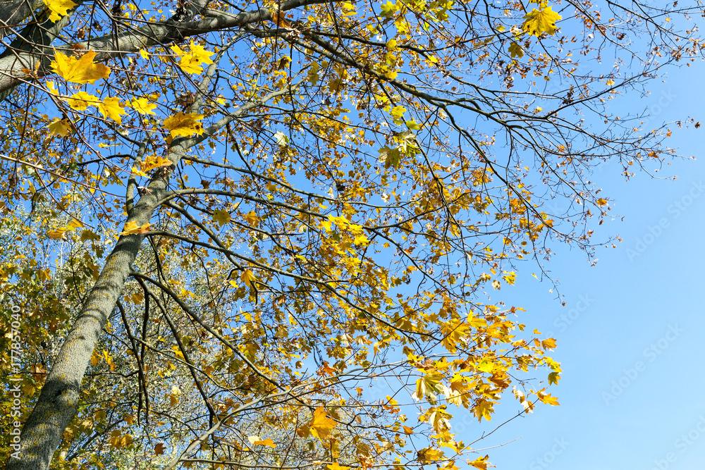 Fototapeta premium yellowed maple trees