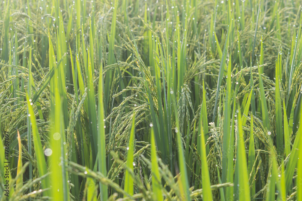 Fototapeta premium Rice with bokeh water drops on the rice in the morning