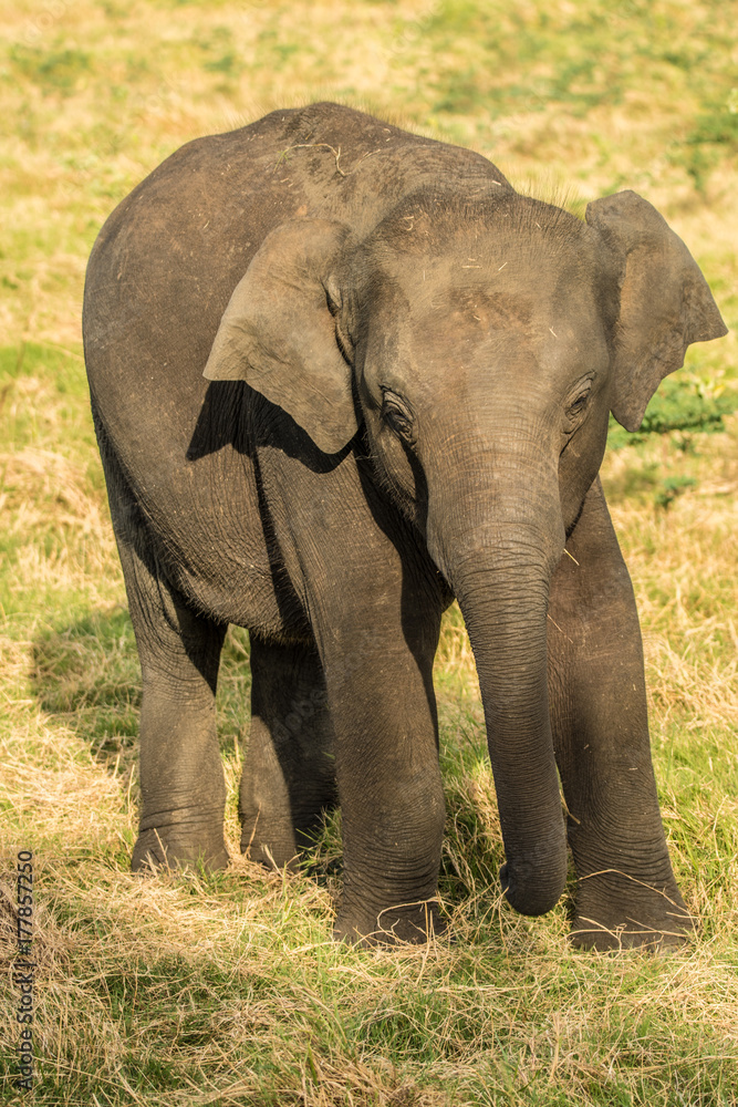 Fototapeta premium Elephants in the wild