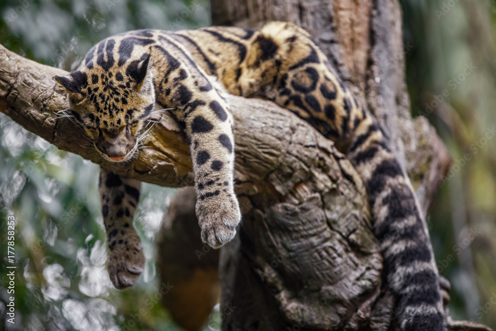 clouded leopard sleeping on tree