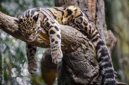 clouded leopard sleeping on tree