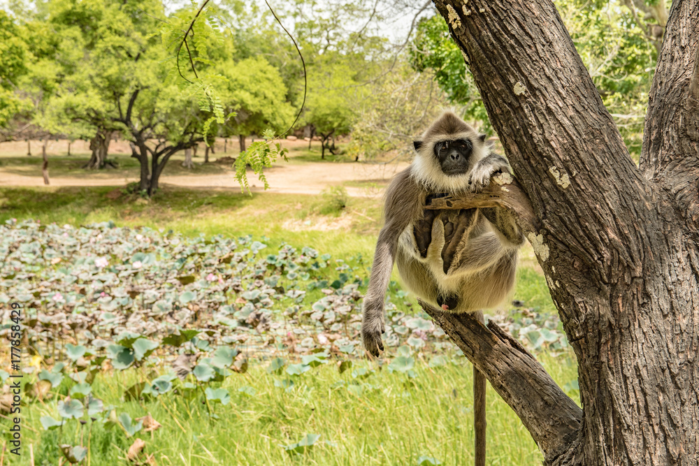 Obraz premium Monkey relaxing