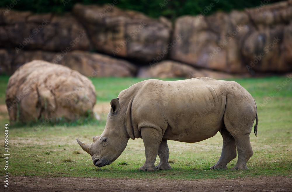 Fototapeta premium Rhino profile