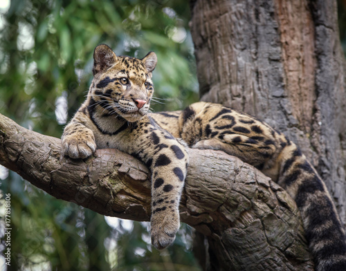 clouded leopard stare