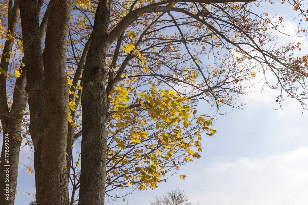 Obraz premium yellow maple leaves on a tree