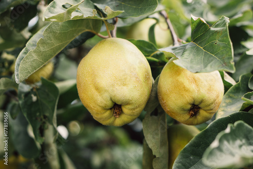 Ripe Quinces hanging from a tree