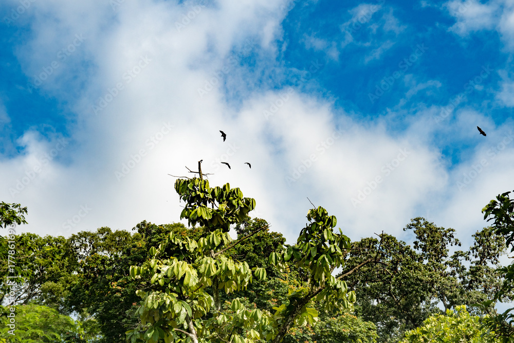 Fruit Bats Sri Lanka Daytime Fruit Bats Sri Lanka Daytime