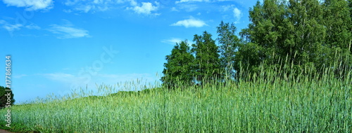 green farm agricultural field with high mature wheat with blue sky in the background and the distant dense forest panoramic view