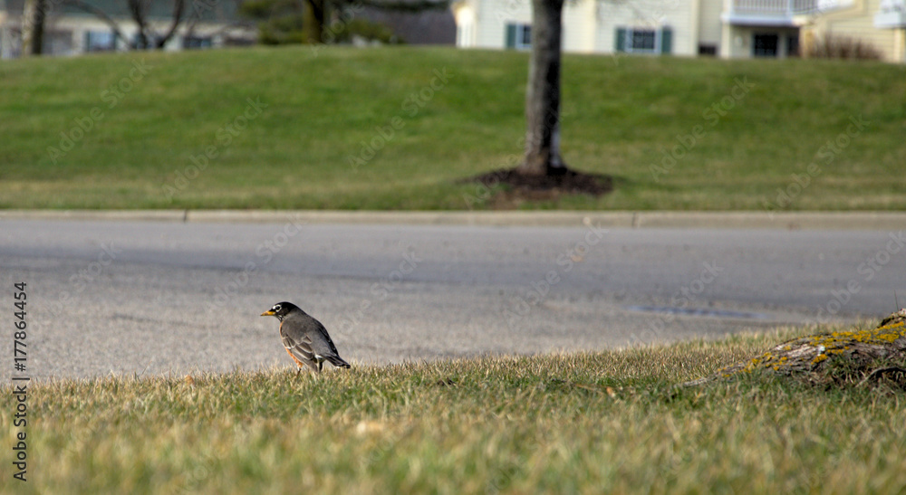 Even robins look both ways before crossing the street